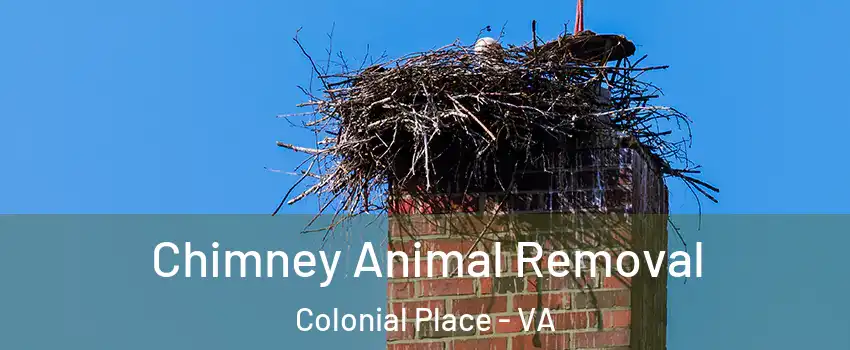 Chimney Animal Removal Colonial Place - VA